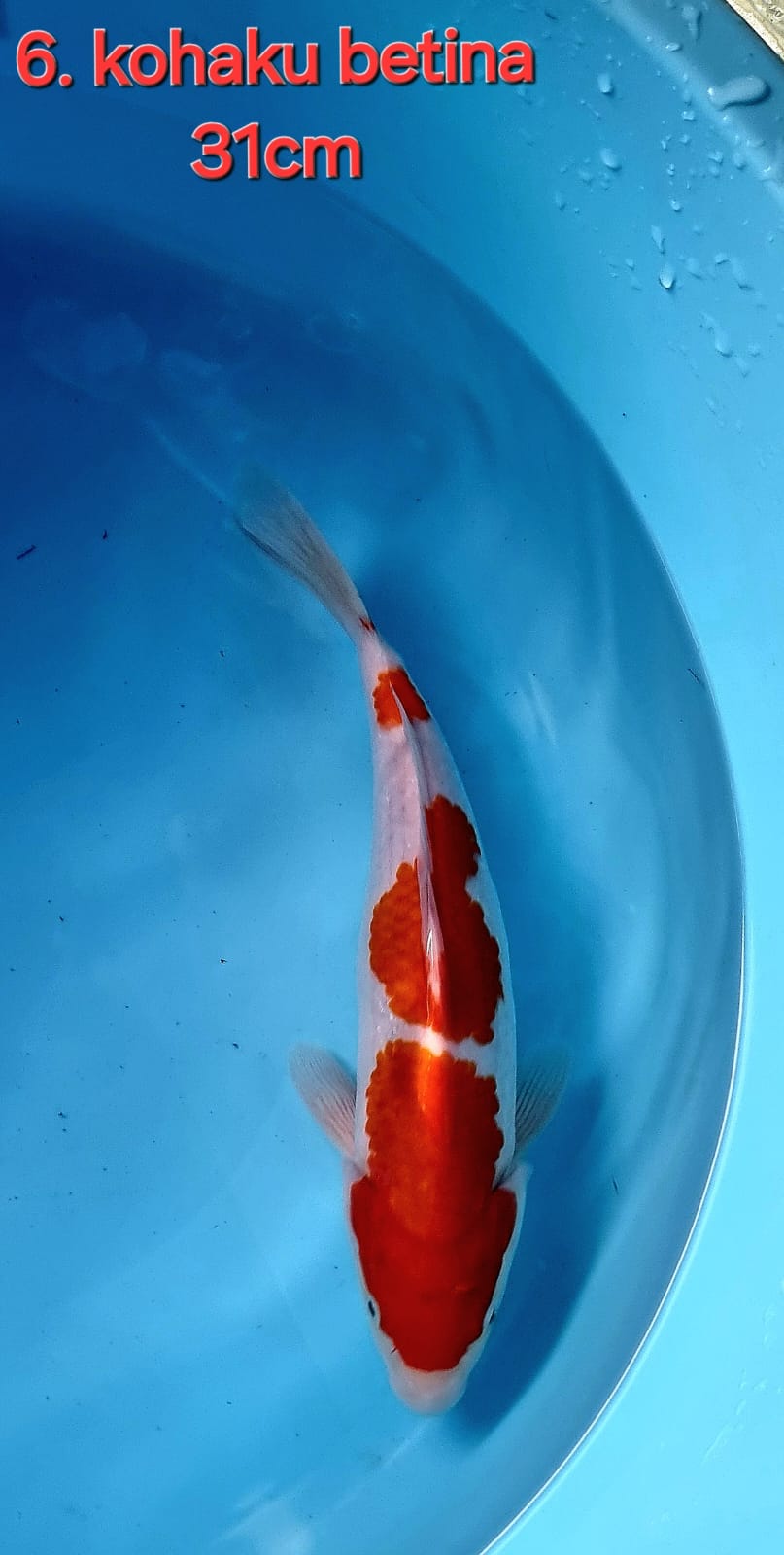 KOHAKU 31cm