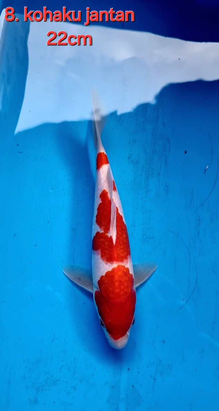 KOHAKU 22cm