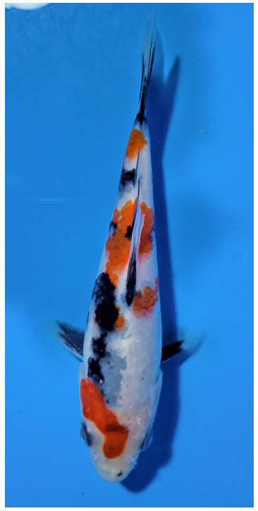 SHOWA SHANSHOKU 12cm