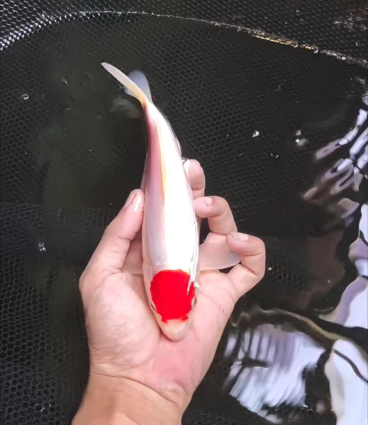 TANCO KOHAKU ORI CALON PUNUK BODY TEBEL 20cm