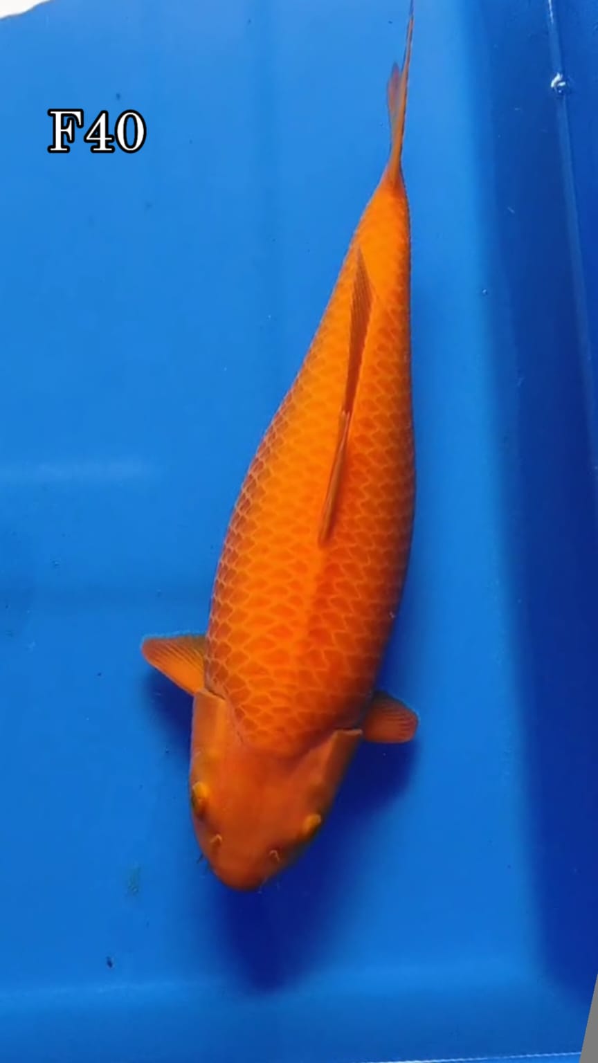 SUPER KARASYI IKAN KELAS SULTAN BY BREDDING IFAN IJI BY OWNER MADIUN 40cm