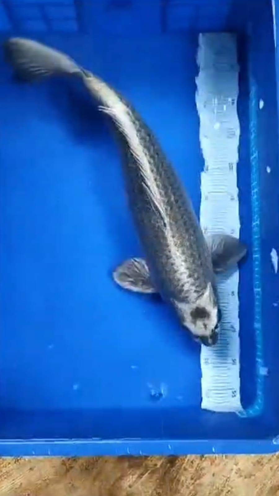 MUKASI JUMBO GOLD PEJANTAN TANGGUH ISTIMEWA MONSTER KOLAM OWNER DEPOK 55cm