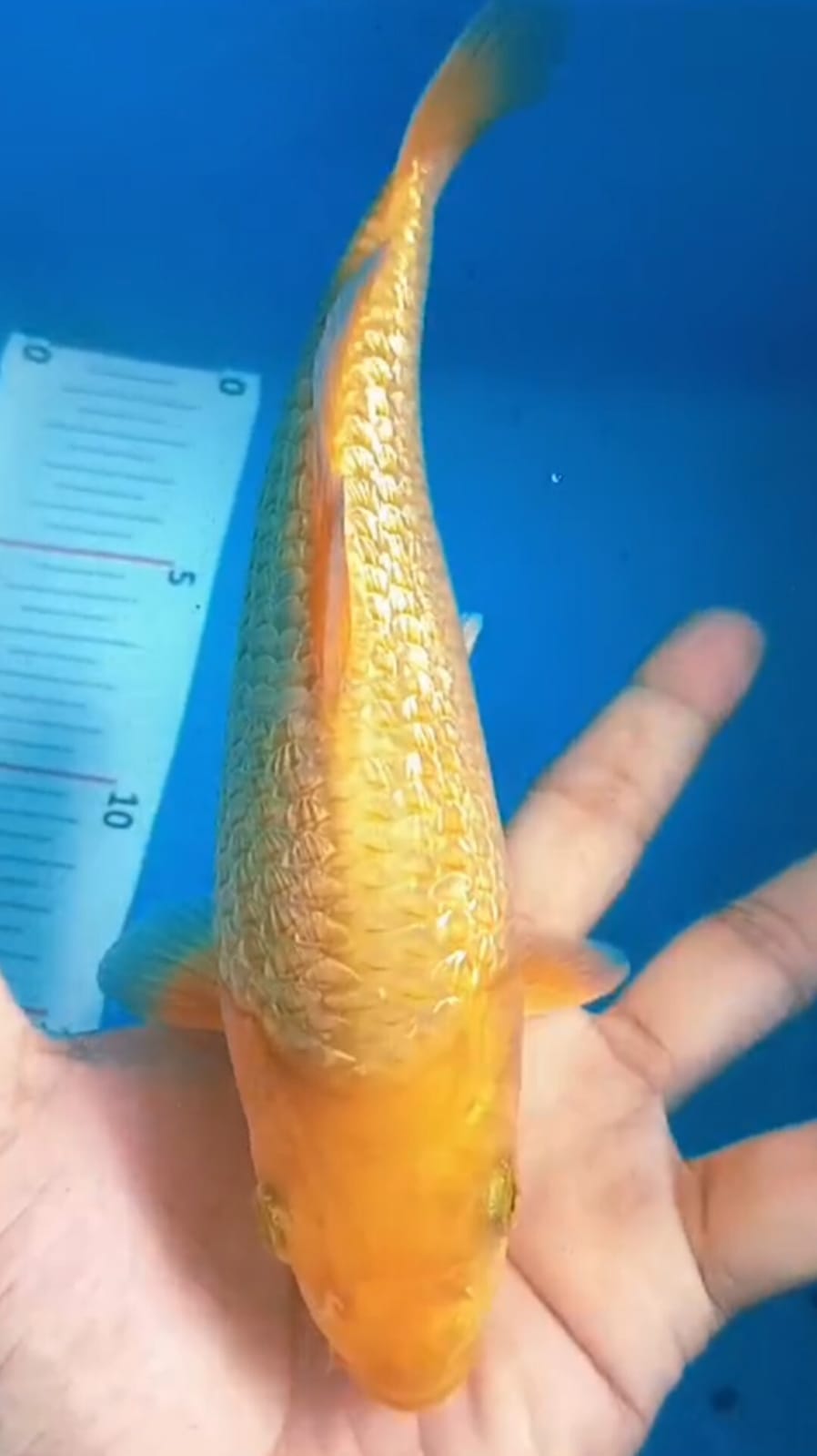 CARAMEL CALON ARTIS BAHAN SHOW KONTES ISTIMEWA OWNER BOJONEGORO 22cm
