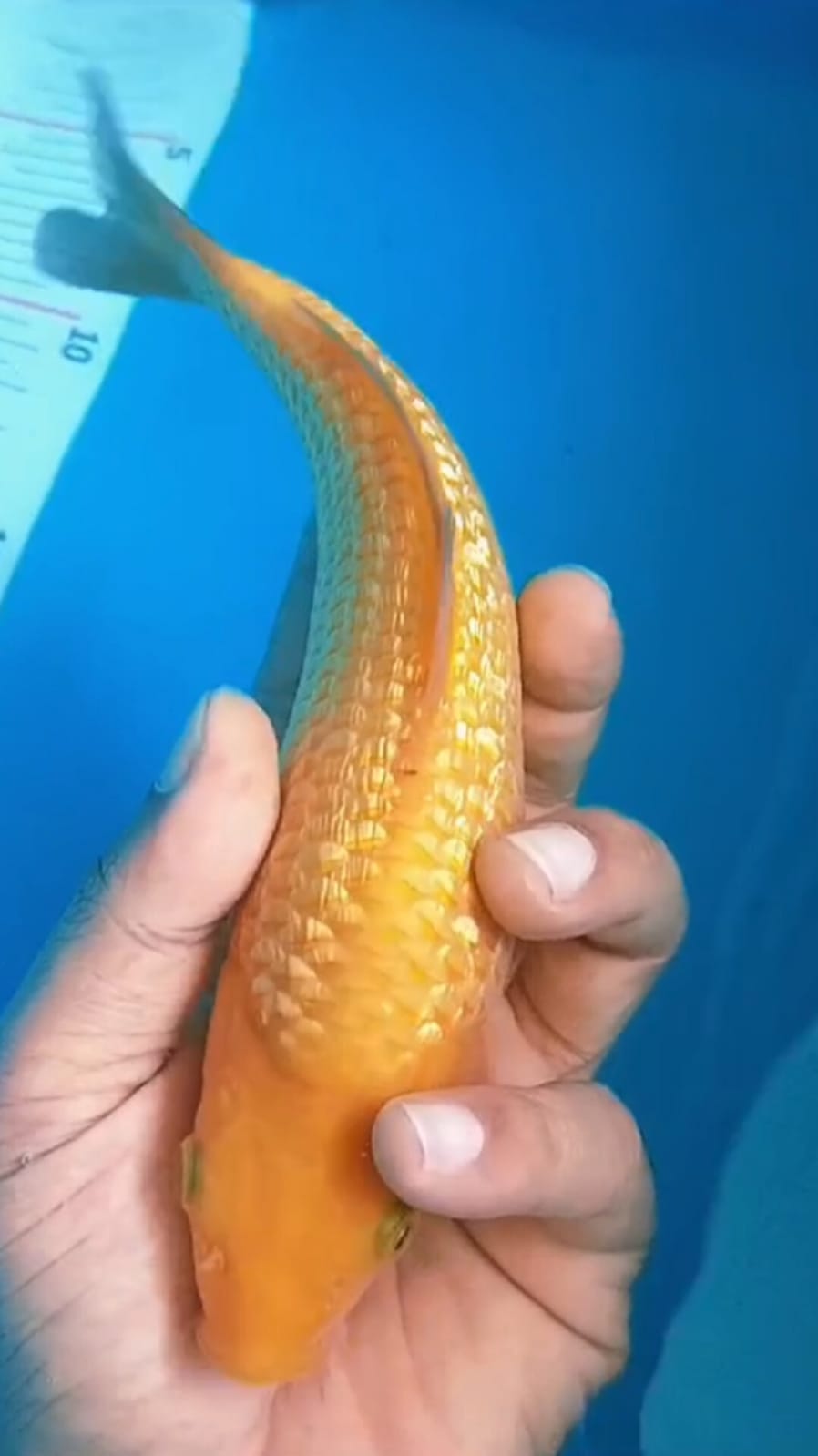 CARAMEL CALON ARTIS BAHAN SHOW KONTES ISTIMEWA OWNER BOJONEGORO 24cm