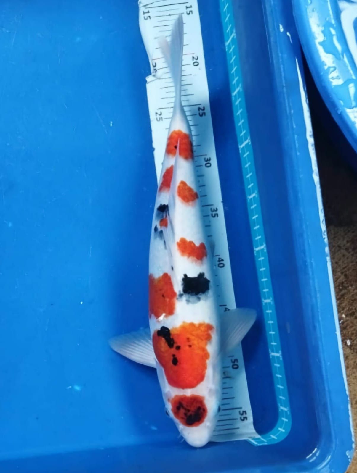 MARUTEN SHANKE MALE ISTIMEWA ORIGINAL OWNER DEPOK 40cm