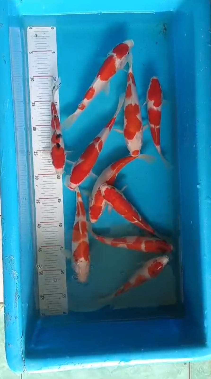 SUPER PKT 10 EKOR KOHAKU SHANKE CALON CALON BAHAN KEPPING JOS ISTIMEWA OWNER BOJONEGORO 2025cm