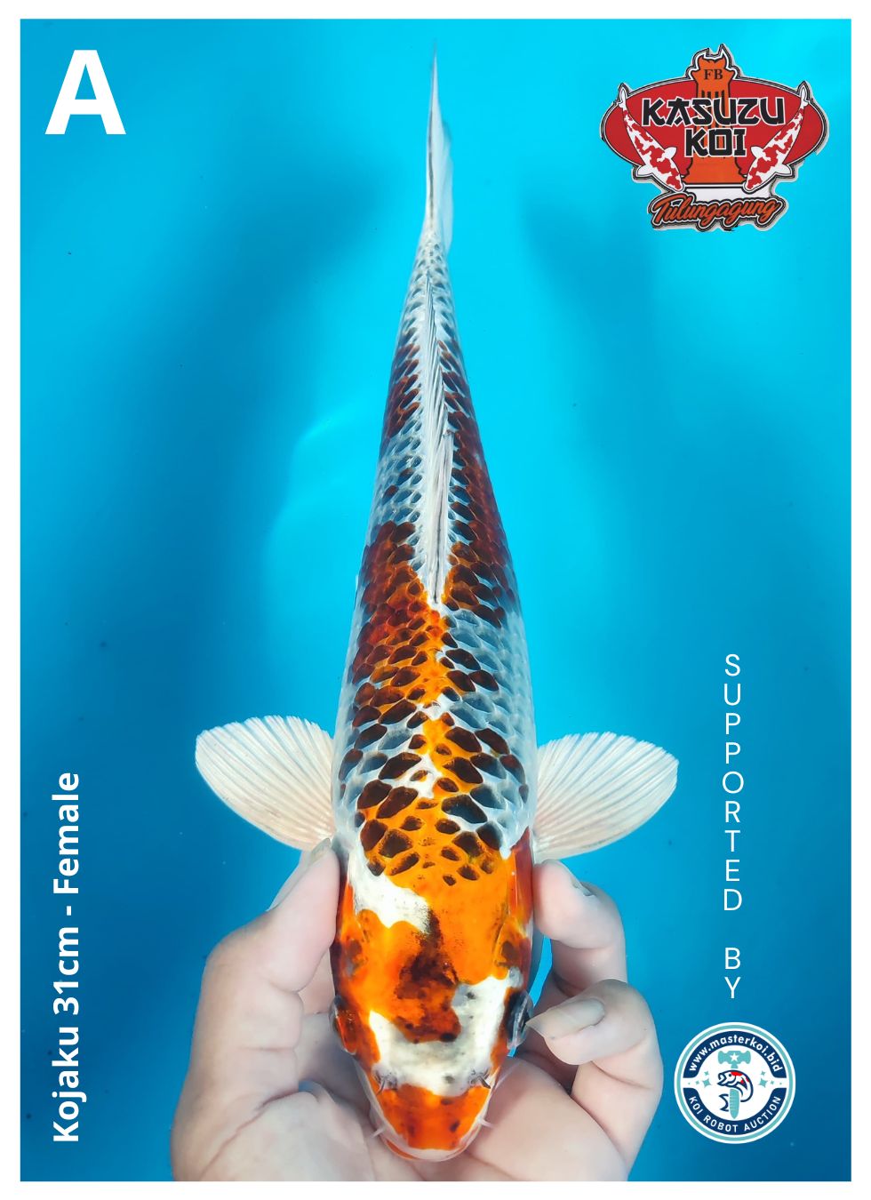 Lelang Koi Online, Jual Beli Ikan Koi, Pusat Jual Beli Koi, Info Lelang Koi Hari Ini, Platform Jual Beli Koi, Jual Beli Ikan Koi Online, Marketplace Ikan Koi, Jual Koi Terbaik, Tempat Beli Koi Berkualitas, Pasar Ikan Koi Online Terpercaya, Penjual Ikan Koi Terpercaya, Beli Koi Hias Online, Ikan Koi untuk Dijual, Koi Kualitas Terbaik, Toko Online Ikan Koi, Koi Hias Untuk Dijual, Jual Beli Ikan Koi Lokal, Koi Indonesia Online, Pusat Jual Beli Koi Terbesar