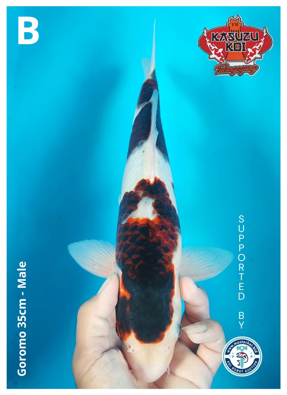 Lelang Koi Online, Jual Beli Ikan Koi, Pusat Jual Beli Koi, Info Lelang Koi Hari Ini, Platform Jual Beli Koi, Jual Beli Ikan Koi Online, Marketplace Ikan Koi, Jual Koi Terbaik, Tempat Beli Koi Berkualitas, Pasar Ikan Koi Online Terpercaya, Penjual Ikan Koi Terpercaya, Beli Koi Hias Online, Ikan Koi untuk Dijual, Koi Kualitas Terbaik, Toko Online Ikan Koi, Koi Hias Untuk Dijual, Jual Beli Ikan Koi Lokal, Koi Indonesia Online, Pusat Jual Beli Koi Terbesar