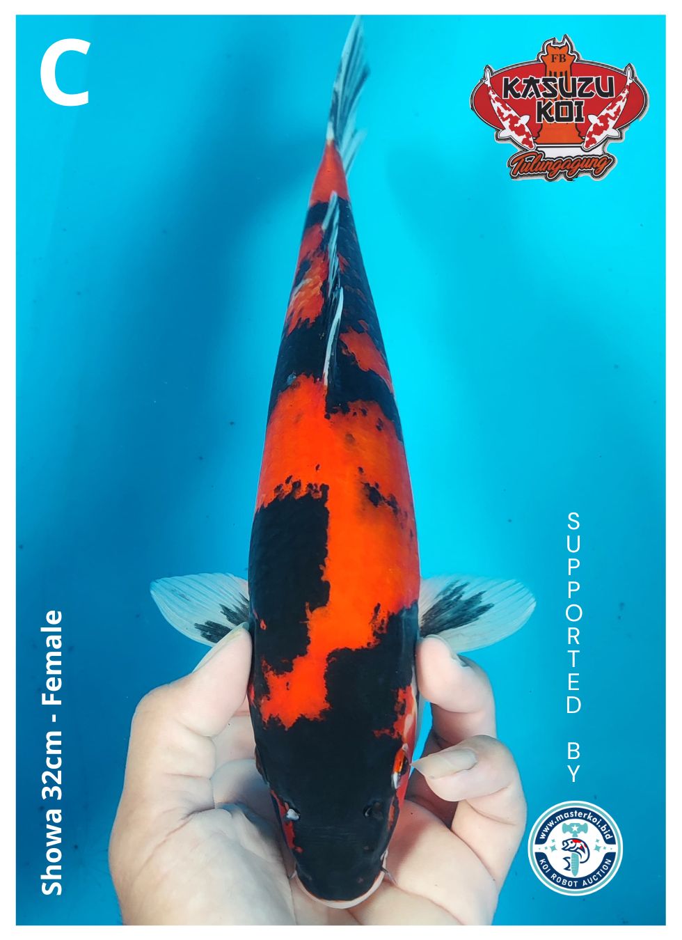 Lelang Koi Online, Jual Beli Ikan Koi, Pusat Jual Beli Koi, Info Lelang Koi Hari Ini, Platform Jual Beli Koi, Jual Beli Ikan Koi Online, Marketplace Ikan Koi, Jual Koi Terbaik, Tempat Beli Koi Berkualitas, Pasar Ikan Koi Online Terpercaya, Penjual Ikan Koi Terpercaya, Beli Koi Hias Online, Ikan Koi untuk Dijual, Koi Kualitas Terbaik, Toko Online Ikan Koi, Koi Hias Untuk Dijual, Jual Beli Ikan Koi Lokal, Koi Indonesia Online, Pusat Jual Beli Koi Terbesar