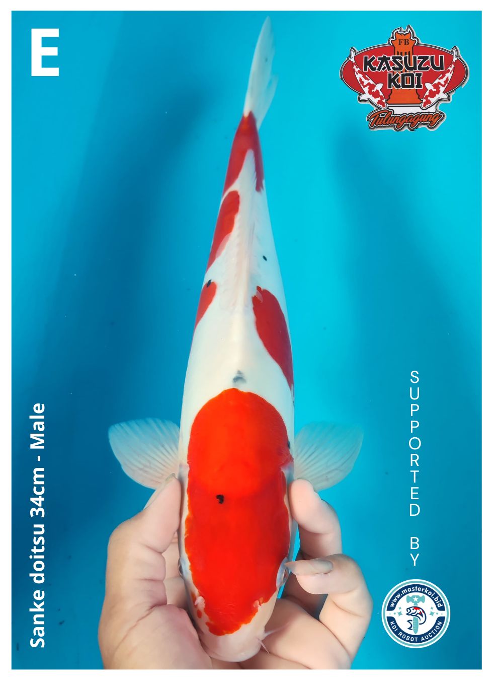Lelang Koi Online, Jual Beli Ikan Koi, Pusat Jual Beli Koi, Info Lelang Koi Hari Ini, Platform Jual Beli Koi, Jual Beli Ikan Koi Online, Marketplace Ikan Koi, Jual Koi Terbaik, Tempat Beli Koi Berkualitas, Pasar Ikan Koi Online Terpercaya, Penjual Ikan Koi Terpercaya, Beli Koi Hias Online, Ikan Koi untuk Dijual, Koi Kualitas Terbaik, Toko Online Ikan Koi, Koi Hias Untuk Dijual, Jual Beli Ikan Koi Lokal, Koi Indonesia Online, Pusat Jual Beli Koi Terbesar