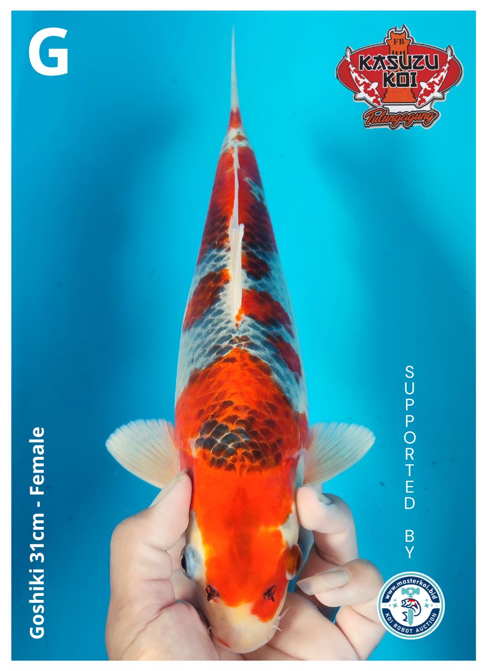 Lelang Koi Online, Jual Beli Ikan Koi, Pusat Jual Beli Koi, Info Lelang Koi Hari Ini, Platform Jual Beli Koi, Jual Beli Ikan Koi Online, Marketplace Ikan Koi, Jual Koi Terbaik, Tempat Beli Koi Berkualitas, Pasar Ikan Koi Online Terpercaya, Penjual Ikan Koi Terpercaya, Beli Koi Hias Online, Ikan Koi untuk Dijual, Koi Kualitas Terbaik, Toko Online Ikan Koi, Koi Hias Untuk Dijual, Jual Beli Ikan Koi Lokal, Koi Indonesia Online, Pusat Jual Beli Koi Terbesar