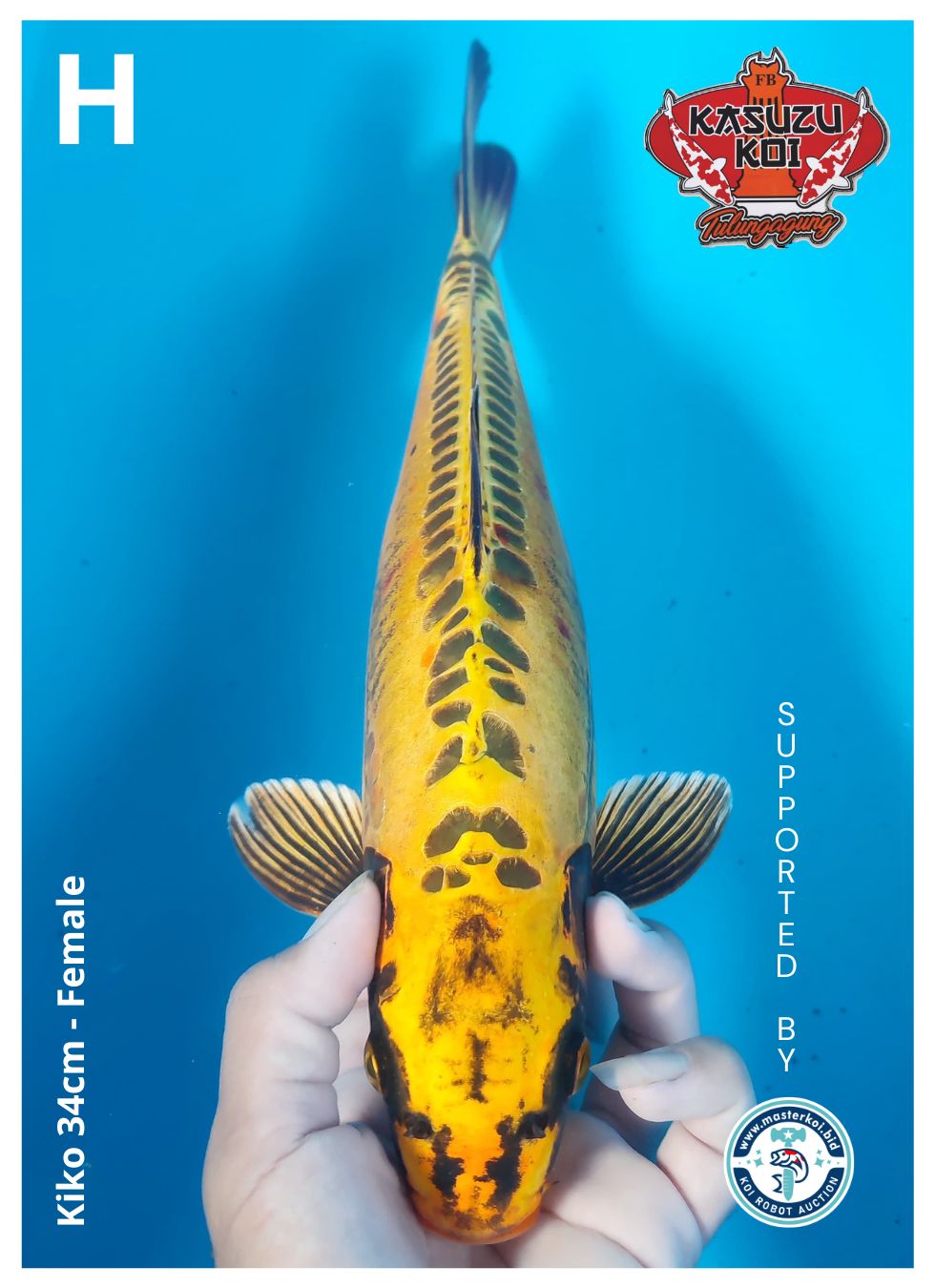 Lelang Koi Online, Jual Beli Ikan Koi, Pusat Jual Beli Koi, Info Lelang Koi Hari Ini, Platform Jual Beli Koi, Jual Beli Ikan Koi Online, Marketplace Ikan Koi, Jual Koi Terbaik, Tempat Beli Koi Berkualitas, Pasar Ikan Koi Online Terpercaya, Penjual Ikan Koi Terpercaya, Beli Koi Hias Online, Ikan Koi untuk Dijual, Koi Kualitas Terbaik, Toko Online Ikan Koi, Koi Hias Untuk Dijual, Jual Beli Ikan Koi Lokal, Koi Indonesia Online, Pusat Jual Beli Koi Terbesar