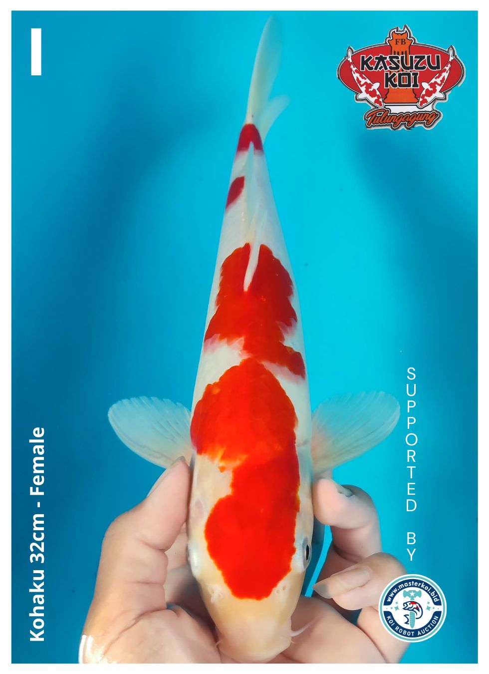 Lelang Koi Online, Jual Beli Ikan Koi, Pusat Jual Beli Koi, Info Lelang Koi Hari Ini, Platform Jual Beli Koi, Jual Beli Ikan Koi Online, Marketplace Ikan Koi, Jual Koi Terbaik, Tempat Beli Koi Berkualitas, Pasar Ikan Koi Online Terpercaya, Penjual Ikan Koi Terpercaya, Beli Koi Hias Online, Ikan Koi untuk Dijual, Koi Kualitas Terbaik, Toko Online Ikan Koi, Koi Hias Untuk Dijual, Jual Beli Ikan Koi Lokal, Koi Indonesia Online, Pusat Jual Beli Koi Terbesar