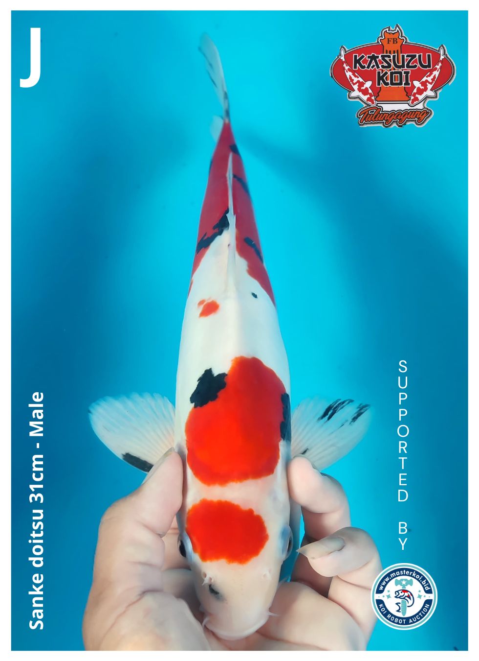 Lelang Koi Online, Jual Beli Ikan Koi, Pusat Jual Beli Koi, Info Lelang Koi Hari Ini, Platform Jual Beli Koi, Jual Beli Ikan Koi Online, Marketplace Ikan Koi, Jual Koi Terbaik, Tempat Beli Koi Berkualitas, Pasar Ikan Koi Online Terpercaya, Penjual Ikan Koi Terpercaya, Beli Koi Hias Online, Ikan Koi untuk Dijual, Koi Kualitas Terbaik, Toko Online Ikan Koi, Koi Hias Untuk Dijual, Jual Beli Ikan Koi Lokal, Koi Indonesia Online, Pusat Jual Beli Koi Terbesar
