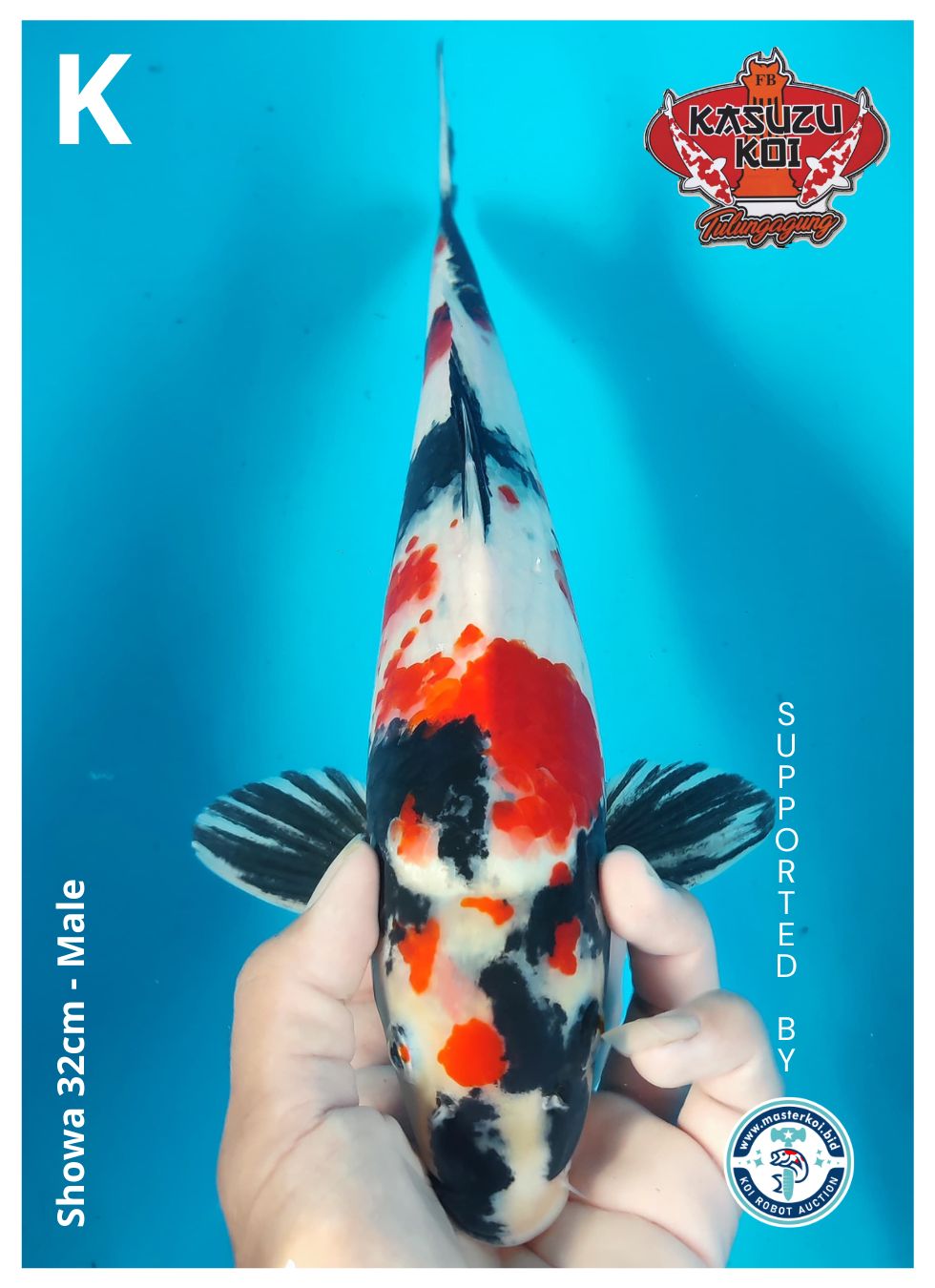 Lelang Koi Online, Jual Beli Ikan Koi, Pusat Jual Beli Koi, Info Lelang Koi Hari Ini, Platform Jual Beli Koi, Jual Beli Ikan Koi Online, Marketplace Ikan Koi, Jual Koi Terbaik, Tempat Beli Koi Berkualitas, Pasar Ikan Koi Online Terpercaya, Penjual Ikan Koi Terpercaya, Beli Koi Hias Online, Ikan Koi untuk Dijual, Koi Kualitas Terbaik, Toko Online Ikan Koi, Koi Hias Untuk Dijual, Jual Beli Ikan Koi Lokal, Koi Indonesia Online, Pusat Jual Beli Koi Terbesar