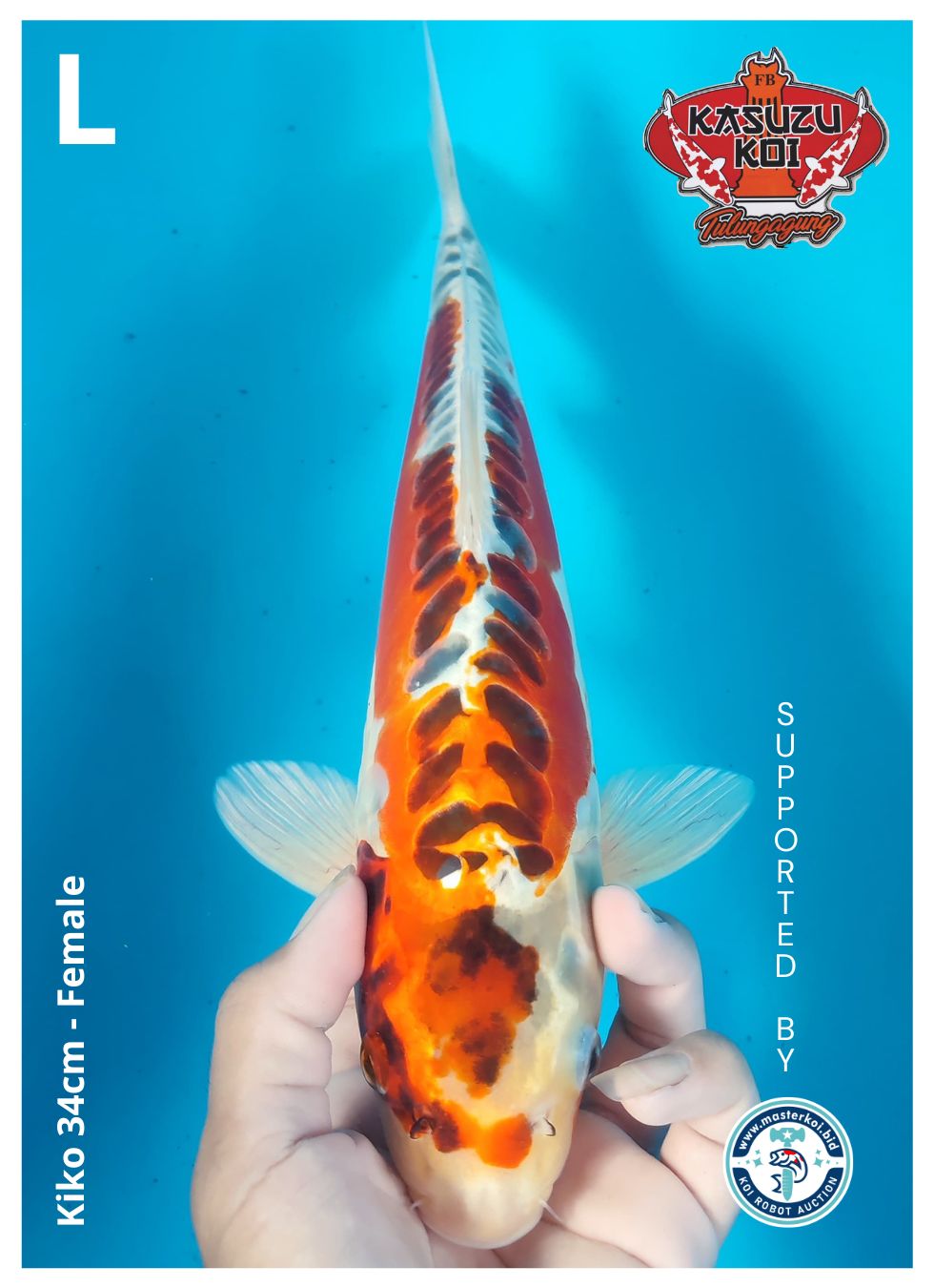 Lelang Koi Online, Jual Beli Ikan Koi, Pusat Jual Beli Koi, Info Lelang Koi Hari Ini, Platform Jual Beli Koi, Jual Beli Ikan Koi Online, Marketplace Ikan Koi, Jual Koi Terbaik, Tempat Beli Koi Berkualitas, Pasar Ikan Koi Online Terpercaya, Penjual Ikan Koi Terpercaya, Beli Koi Hias Online, Ikan Koi untuk Dijual, Koi Kualitas Terbaik, Toko Online Ikan Koi, Koi Hias Untuk Dijual, Jual Beli Ikan Koi Lokal, Koi Indonesia Online, Pusat Jual Beli Koi Terbesar
