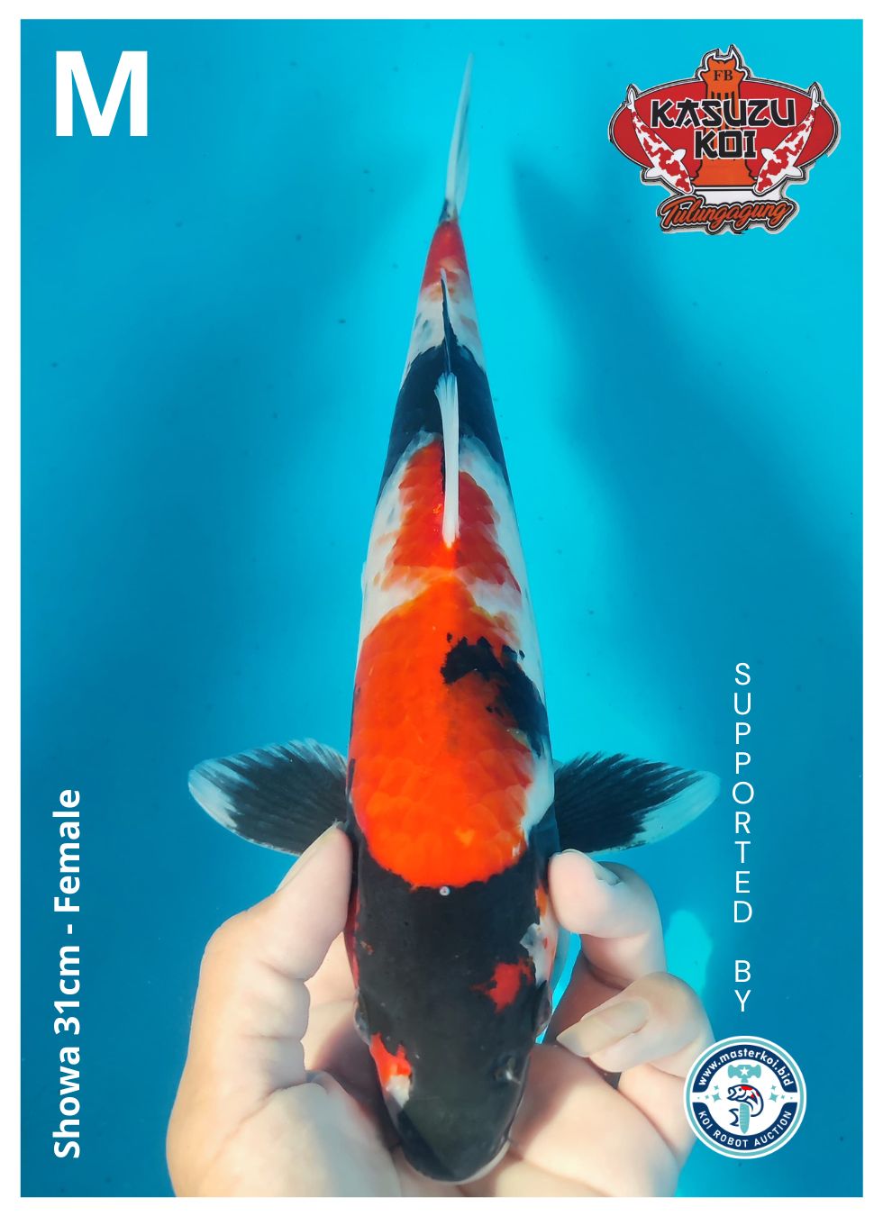 Lelang Koi Online, Jual Beli Ikan Koi, Pusat Jual Beli Koi, Info Lelang Koi Hari Ini, Platform Jual Beli Koi, Jual Beli Ikan Koi Online, Marketplace Ikan Koi, Jual Koi Terbaik, Tempat Beli Koi Berkualitas, Pasar Ikan Koi Online Terpercaya, Penjual Ikan Koi Terpercaya, Beli Koi Hias Online, Ikan Koi untuk Dijual, Koi Kualitas Terbaik, Toko Online Ikan Koi, Koi Hias Untuk Dijual, Jual Beli Ikan Koi Lokal, Koi Indonesia Online, Pusat Jual Beli Koi Terbesar