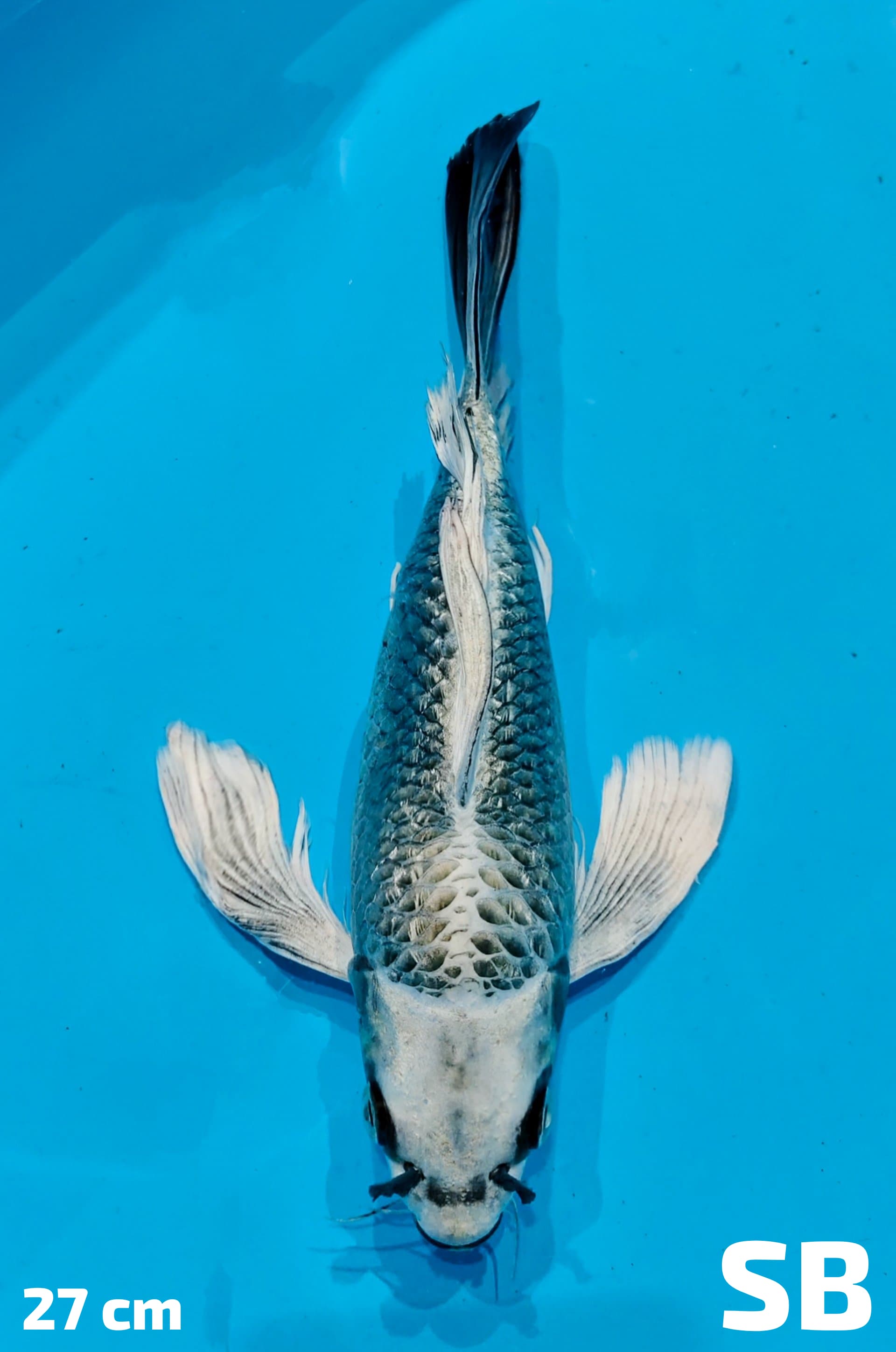 KUMPAY MUKASI GINRIN SB 27cm