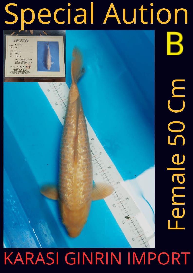 KARASI GINRIN JUMBO IMPORT INCLUDE CERTY 50cm