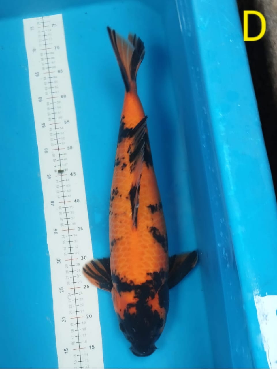 HI UTSURI JUMBO ANGGAP LOKAL CERTY HILANG 55cm