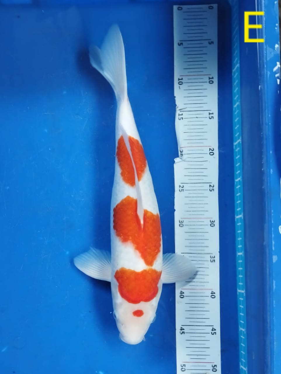 MARUTEN KOHAKUBULKY SKIN ISTIMEWA 40cm