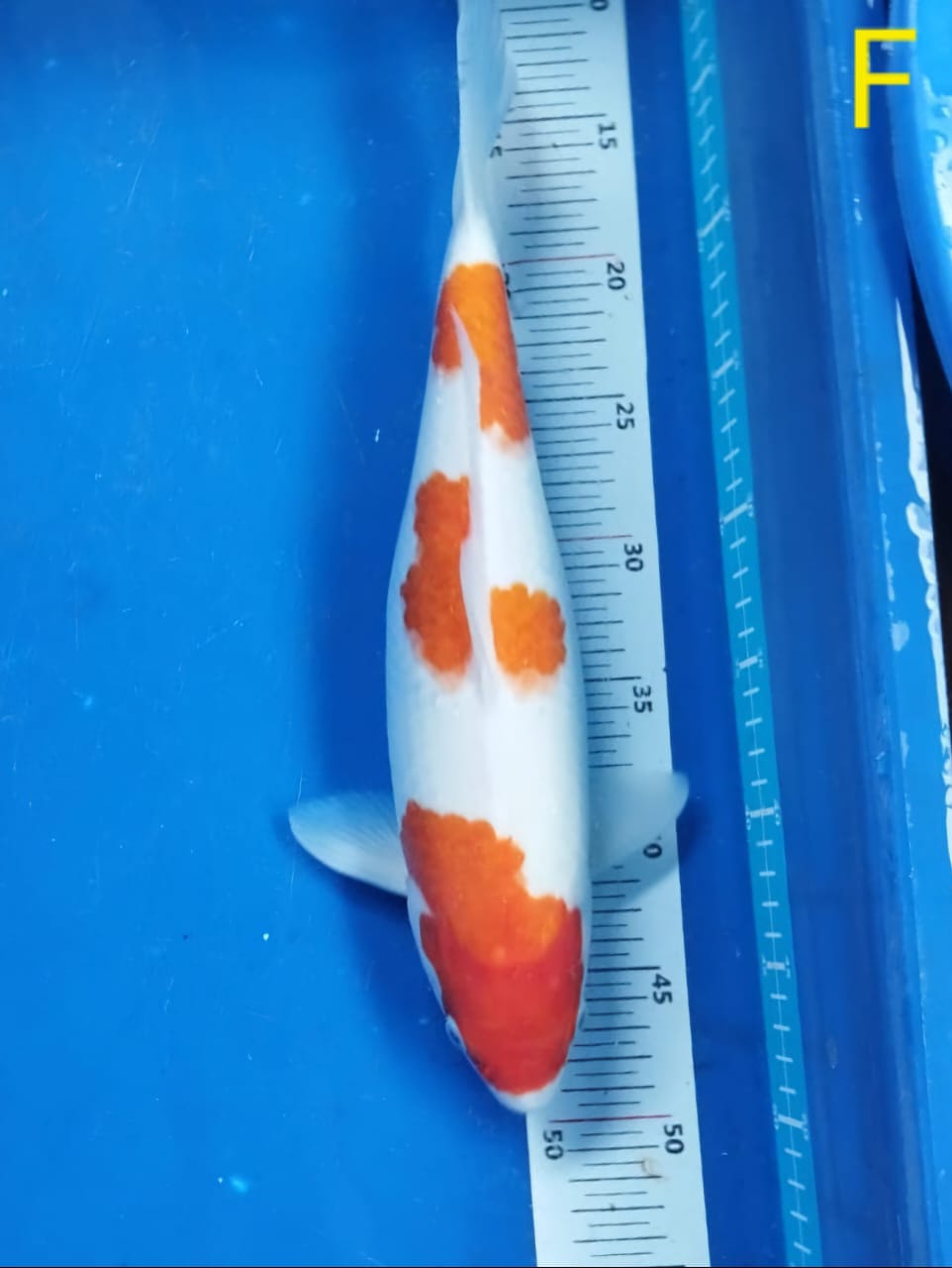 SANDAN KOHAKUBULKY PUTIH SALJU ISTIMEWA 37cm