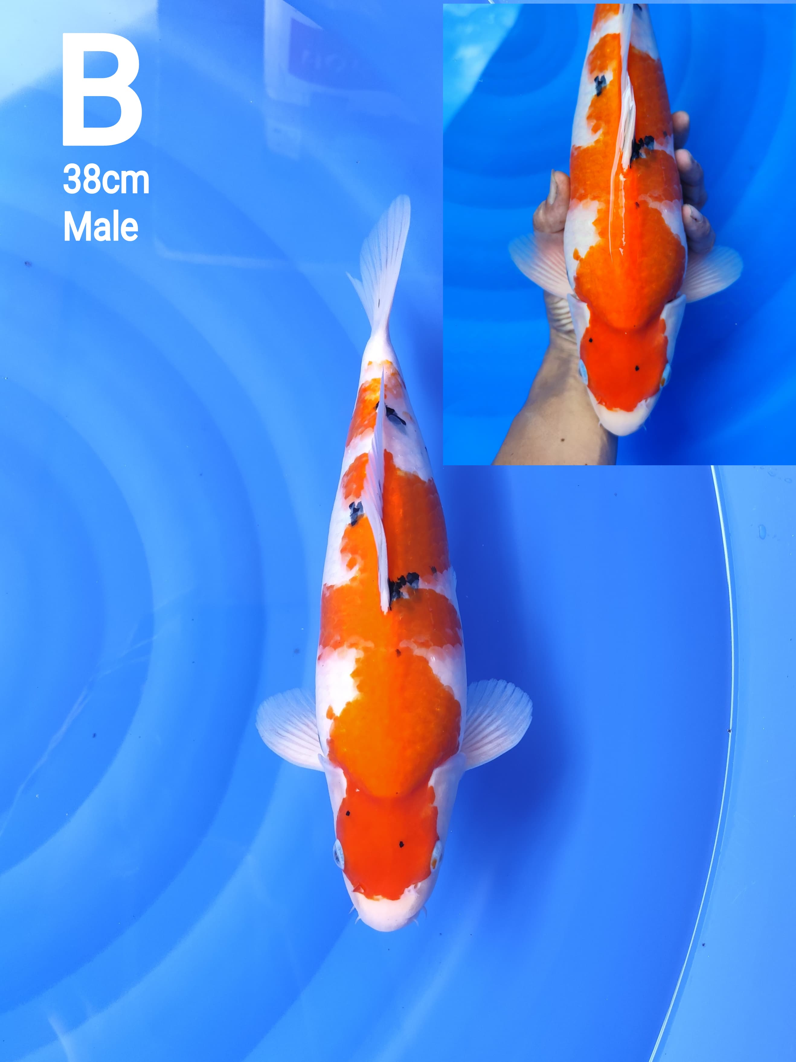 TAISHO SANSHOKU ORIGINAL BODY SUPER TEBAL BERPUNUK 38cm