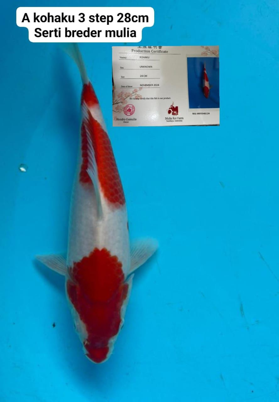 KOHAKU SERTIFIKATBREDER MULIA 28cm