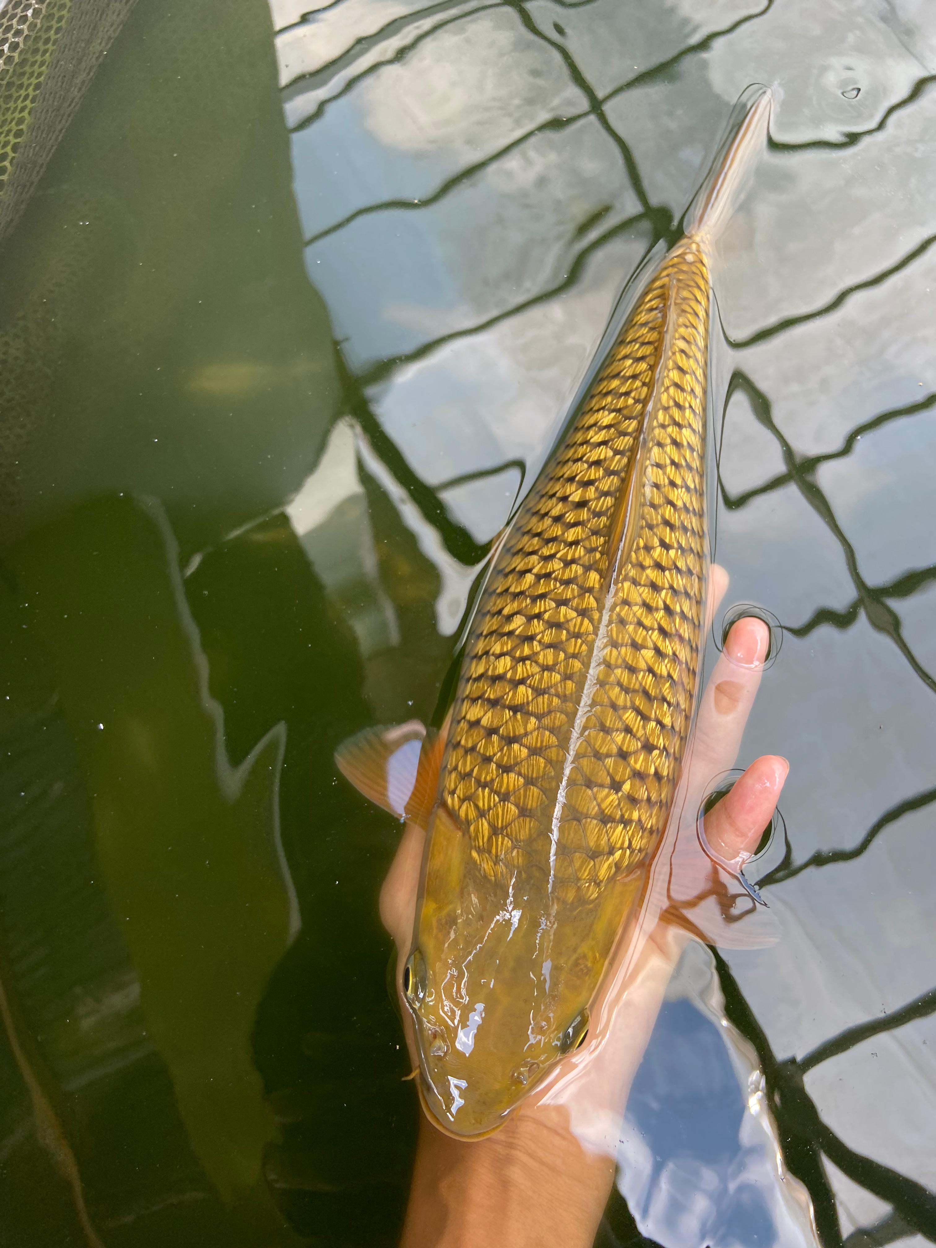 CAGOI GINRIN 37cm
