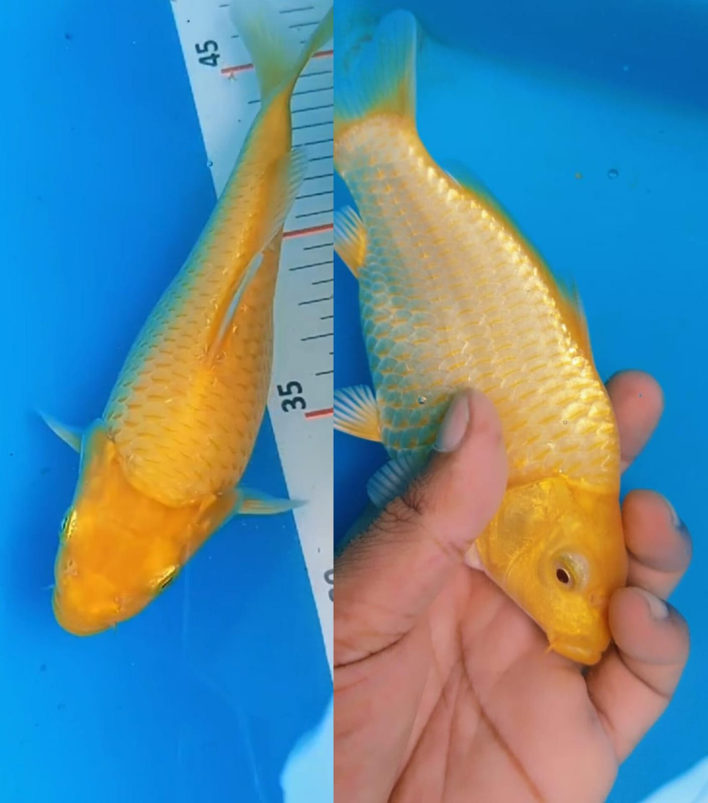 KARASYI LEMON SB SHOT BODY SQ MATA MERAH OWNER BOJONEGORO 18cm