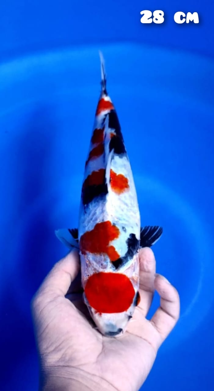 MARUTEN SHOWA 28cm