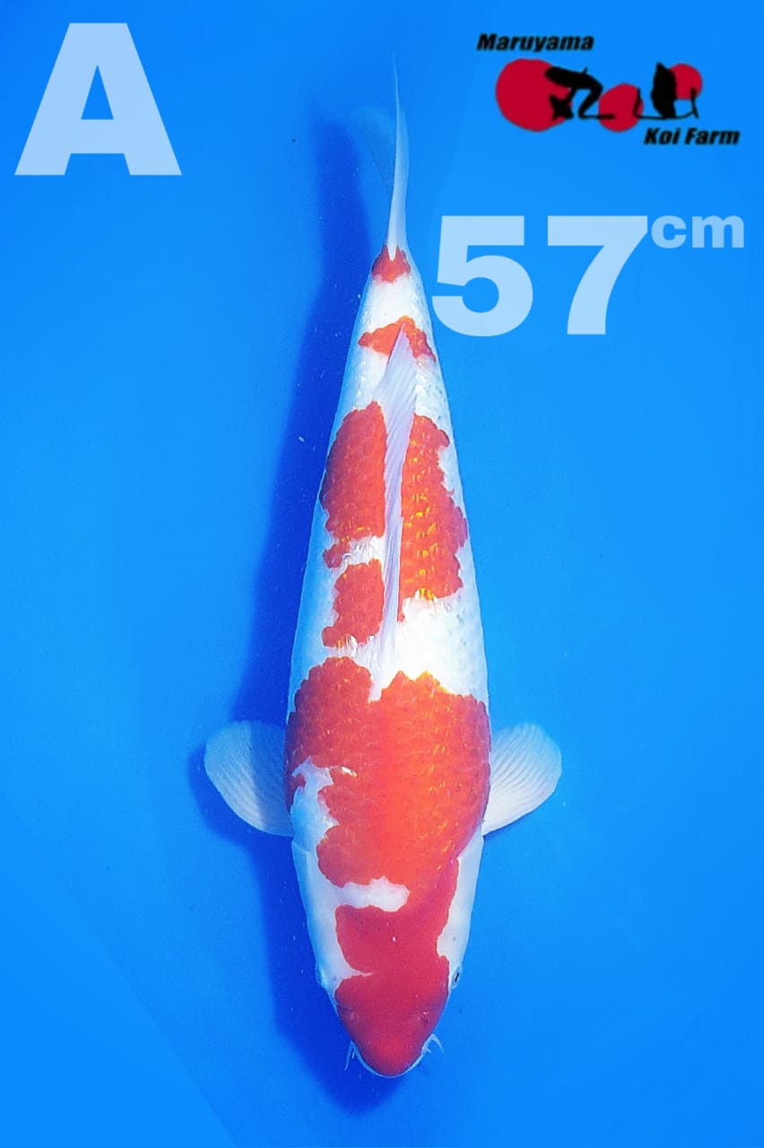 KOHAKU GINRIN MARUYAMA KOI FARM 57cm