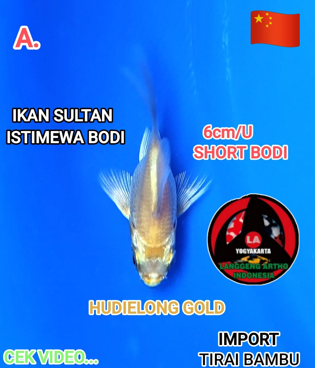 HUDIELONG GOLD ORIGINAL SB IMPORT NEGRI TIRAI BAMBU GOOD BODI SHAPE LONG THAIL MERUMBAI ISTIMEWA 6cm