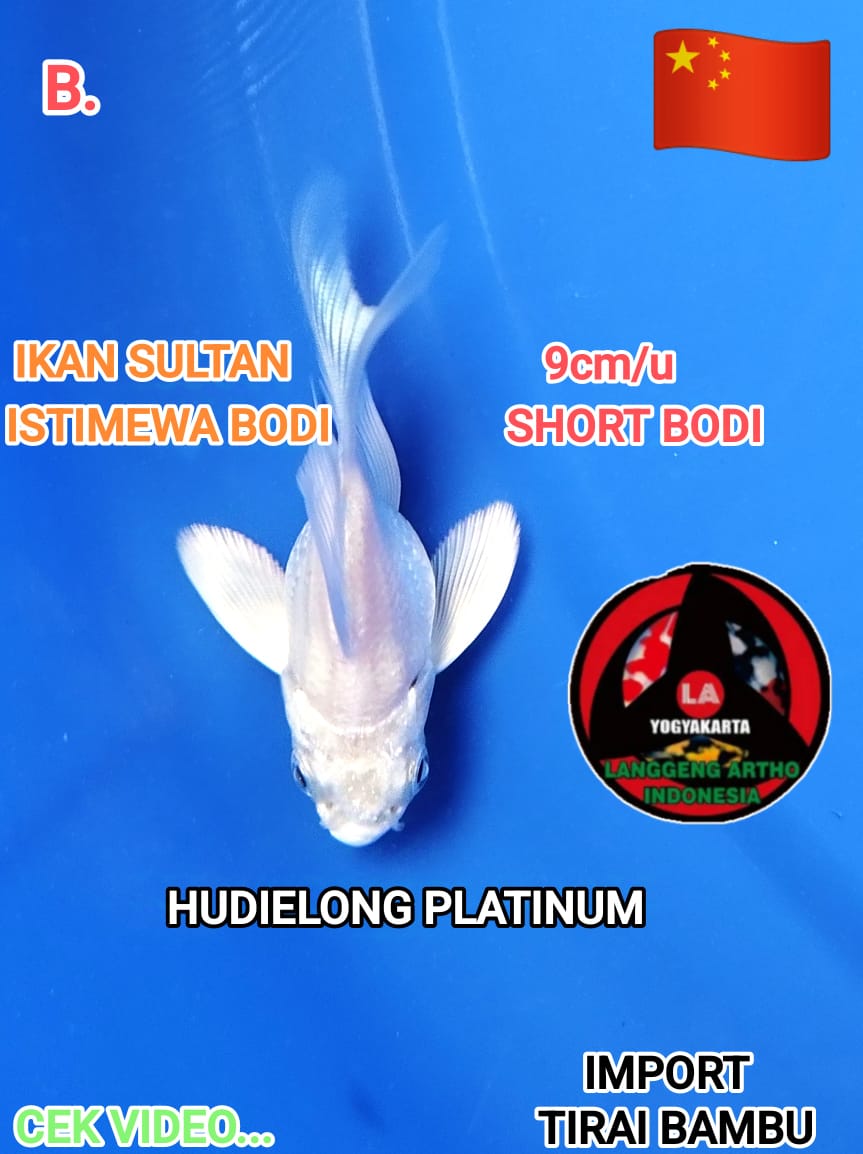 HUDIELONG PLATINUM ORIGINAL SB IMPORT NEGRI TIRAI BAMBU GOOD BODI SHAPE LONG THAIL MERUMBAI ISTIMEWA 9cm