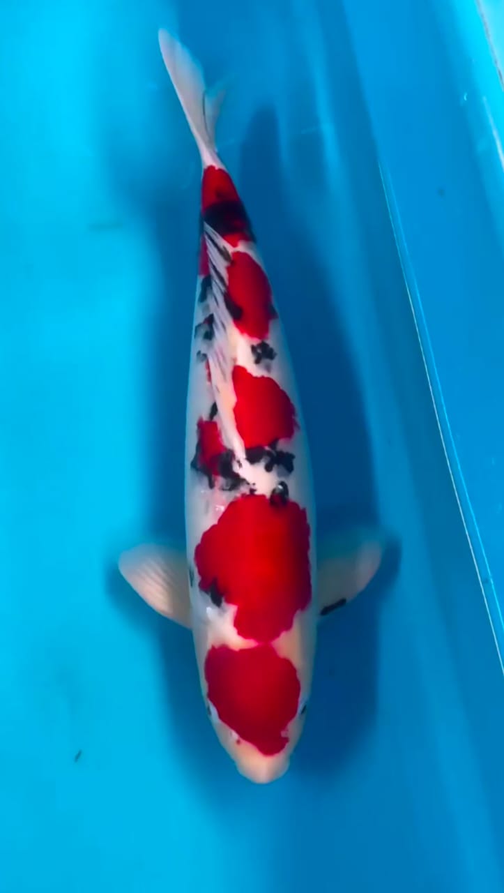 SANKE SUPER SHOW QUALITY MERAH STRONG HALUS ORIGINAL PATTERN JANTAN 38cm
