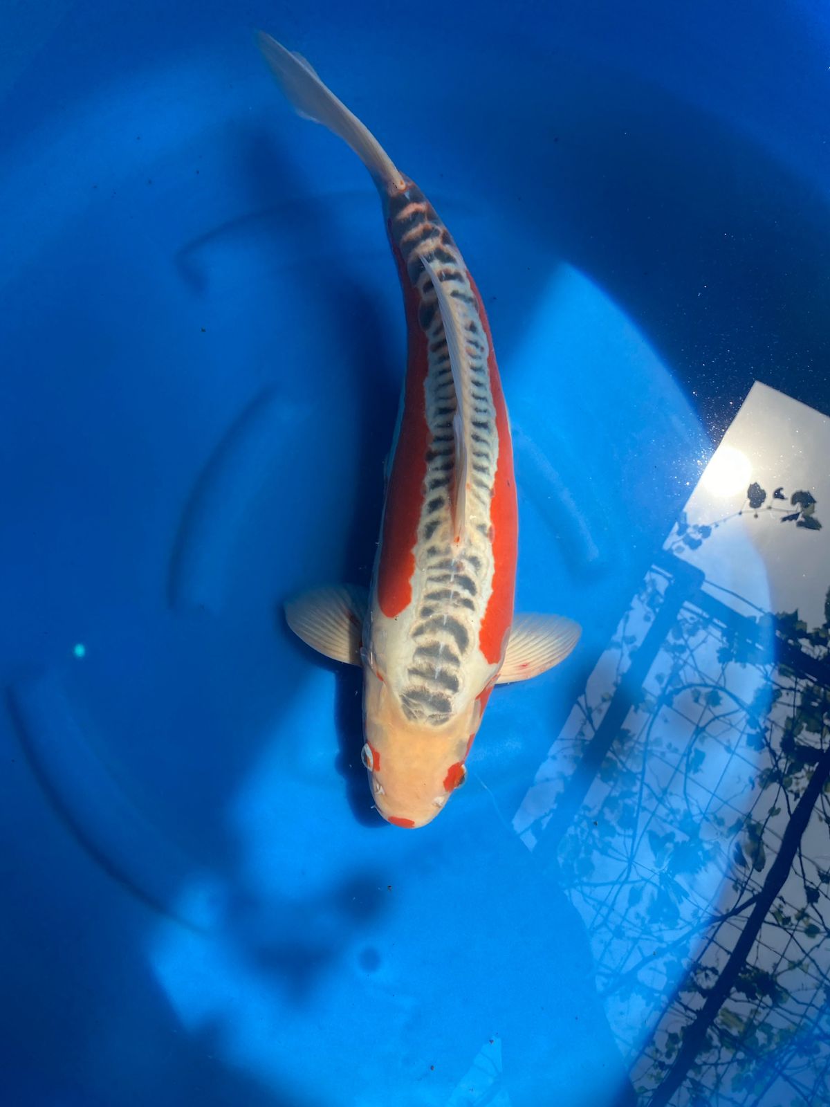Lelang Koi Online, Jual Beli Ikan Koi, Pusat Jual Beli Koi, Info Lelang Koi Hari Ini, Platform Jual Beli Koi, Jual Beli Ikan Koi Online, Marketplace Ikan Koi, Jual Koi Terbaik, Tempat Beli Koi Berkualitas, Pasar Ikan Koi Online Terpercaya, Penjual Ikan Koi Terpercaya, Beli Koi Hias Online, Ikan Koi untuk Dijual, Koi Kualitas Terbaik, Toko Online Ikan Koi, Koi Hias Untuk Dijual, Jual Beli Ikan Koi Lokal, Koi Indonesia Online, Pusat Jual Beli Koi Terbesar