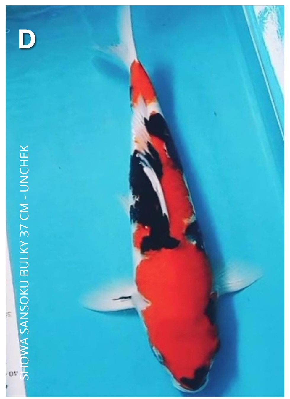 SHOWA SANSOKUBULKY 37cm