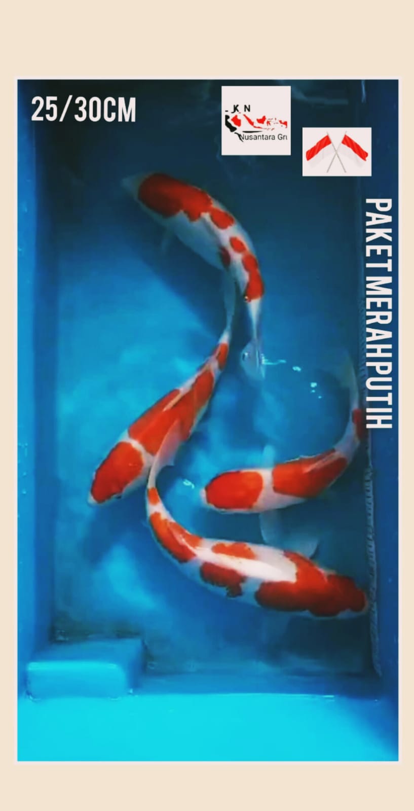 SUPER PKT 4 EKOR MERAH PUTIH KOHAKU SQ DOIT DAN SISIK BODYBULKY OWNER BKC BOJONEGORO KOI CENTRE SIZE 25 30cm