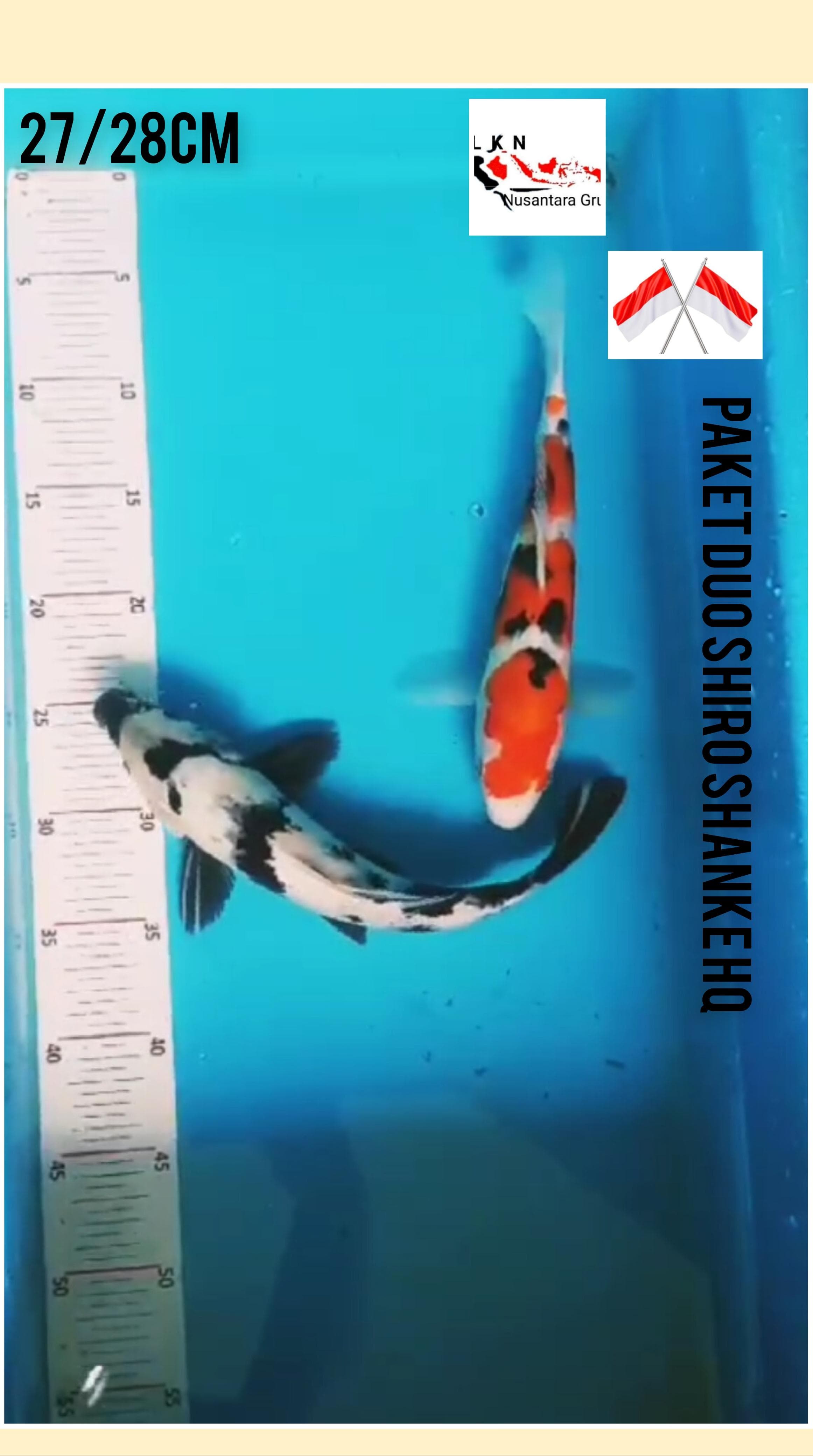 SUPER PKT 2 EKOR SHIRO SHANKE HQ ISTIMEWA OWNER BKC BOJONEGORO KOI CENTRE SIZE 27 28cm