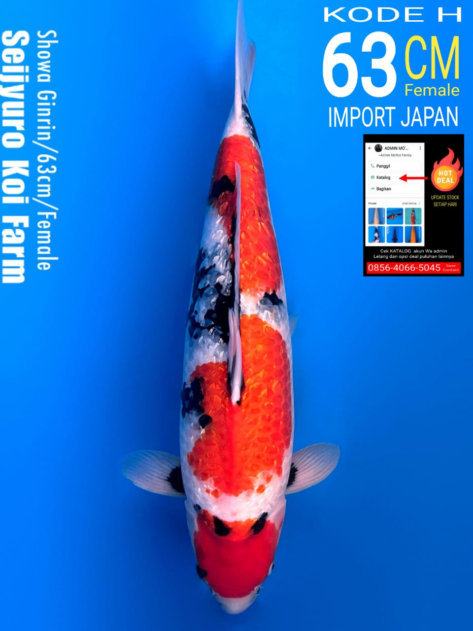 SHOWA GINRIN SEIJYURO FEMALE 63cm