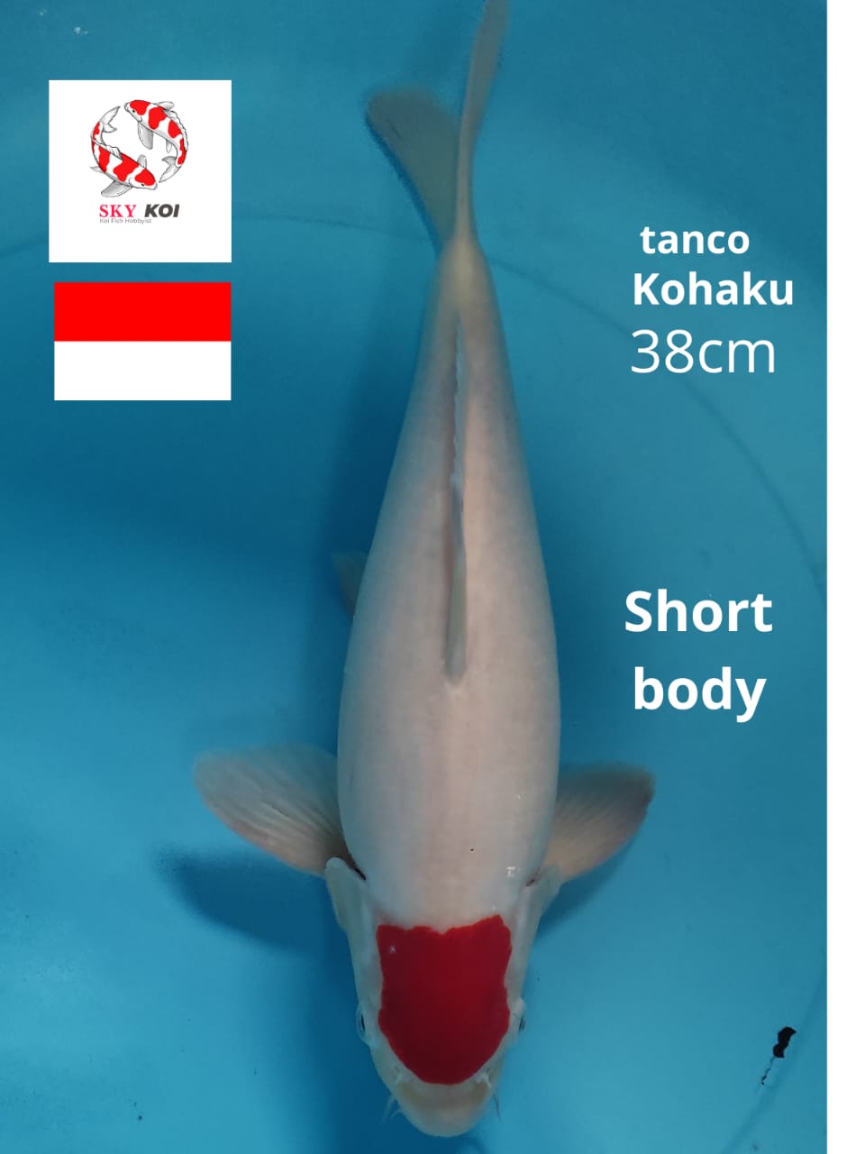 TANCO KOHAKU SHORTBODY 38cm