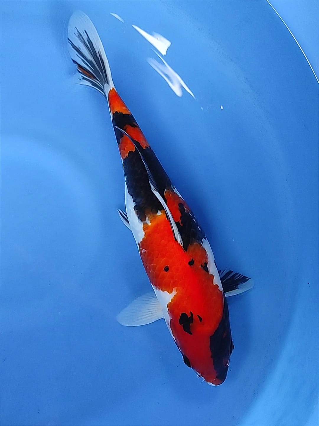 SHOWA 38cm