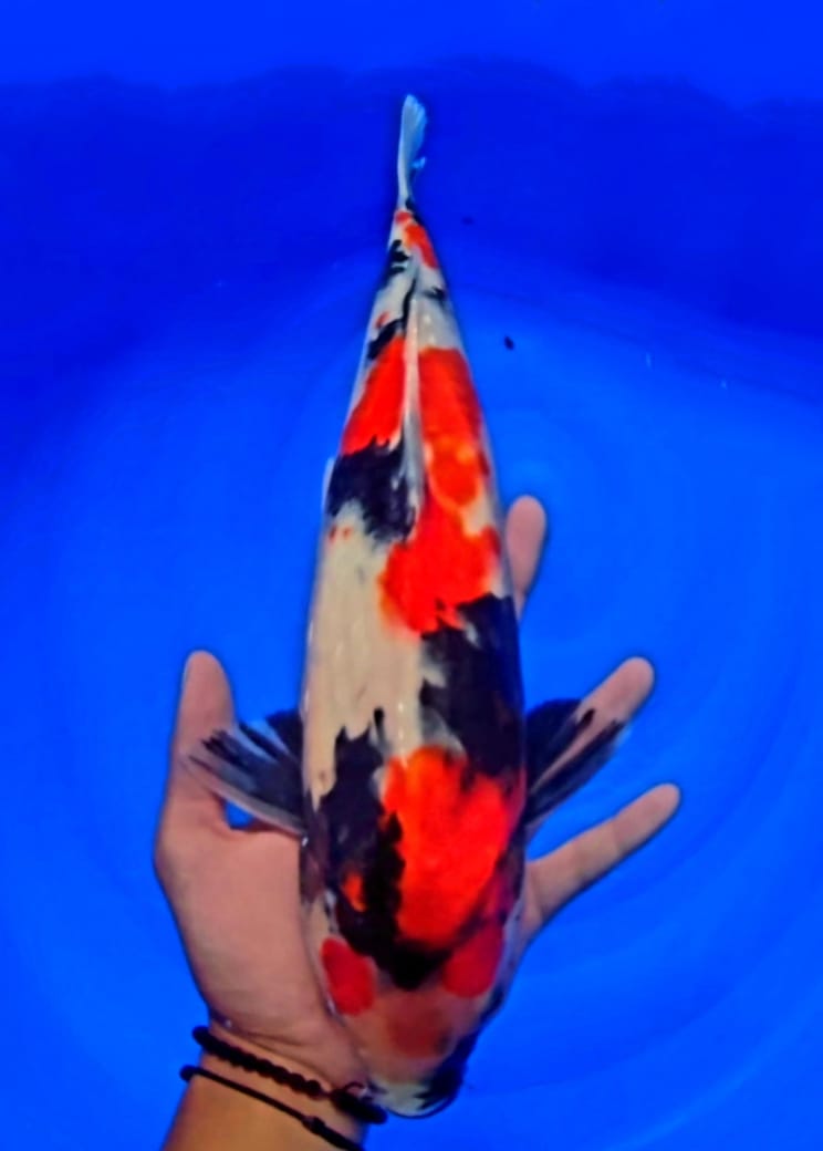 SHOWA 40cm