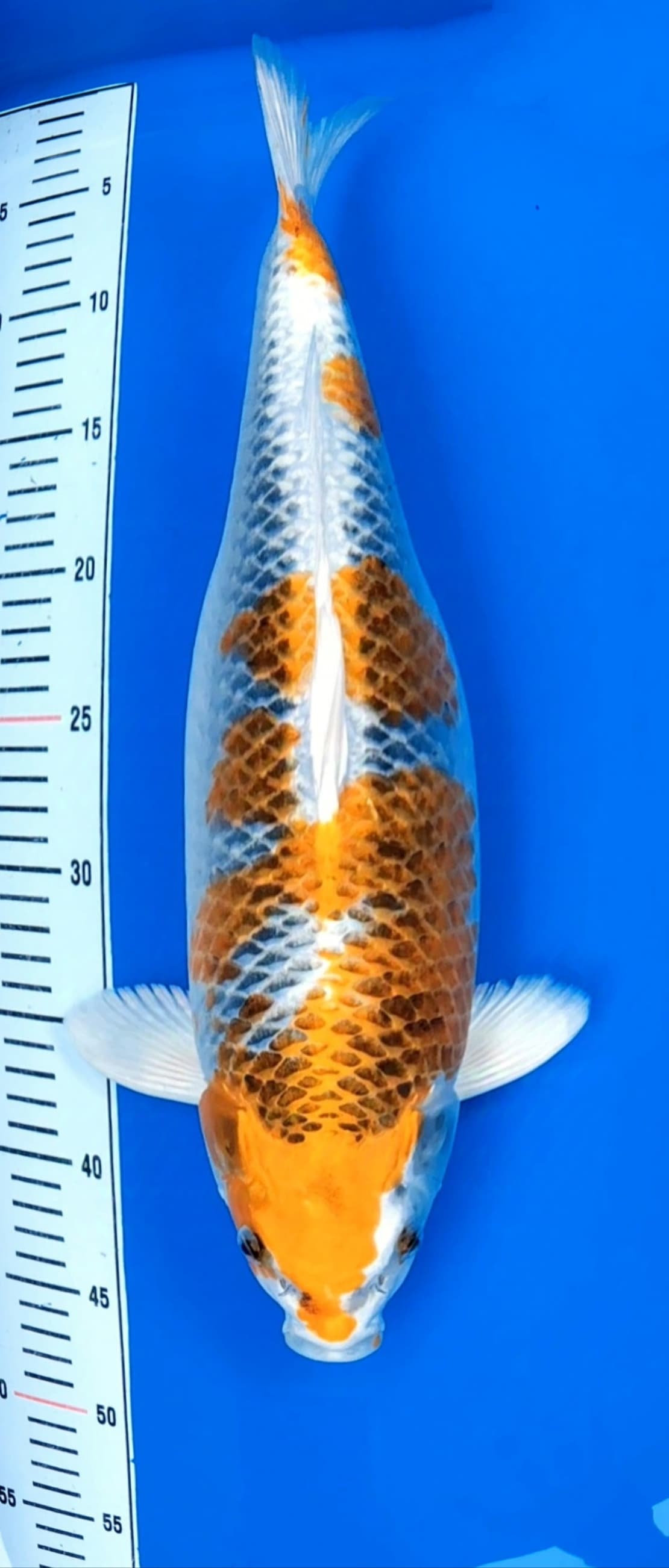 KUJAKU 44cm