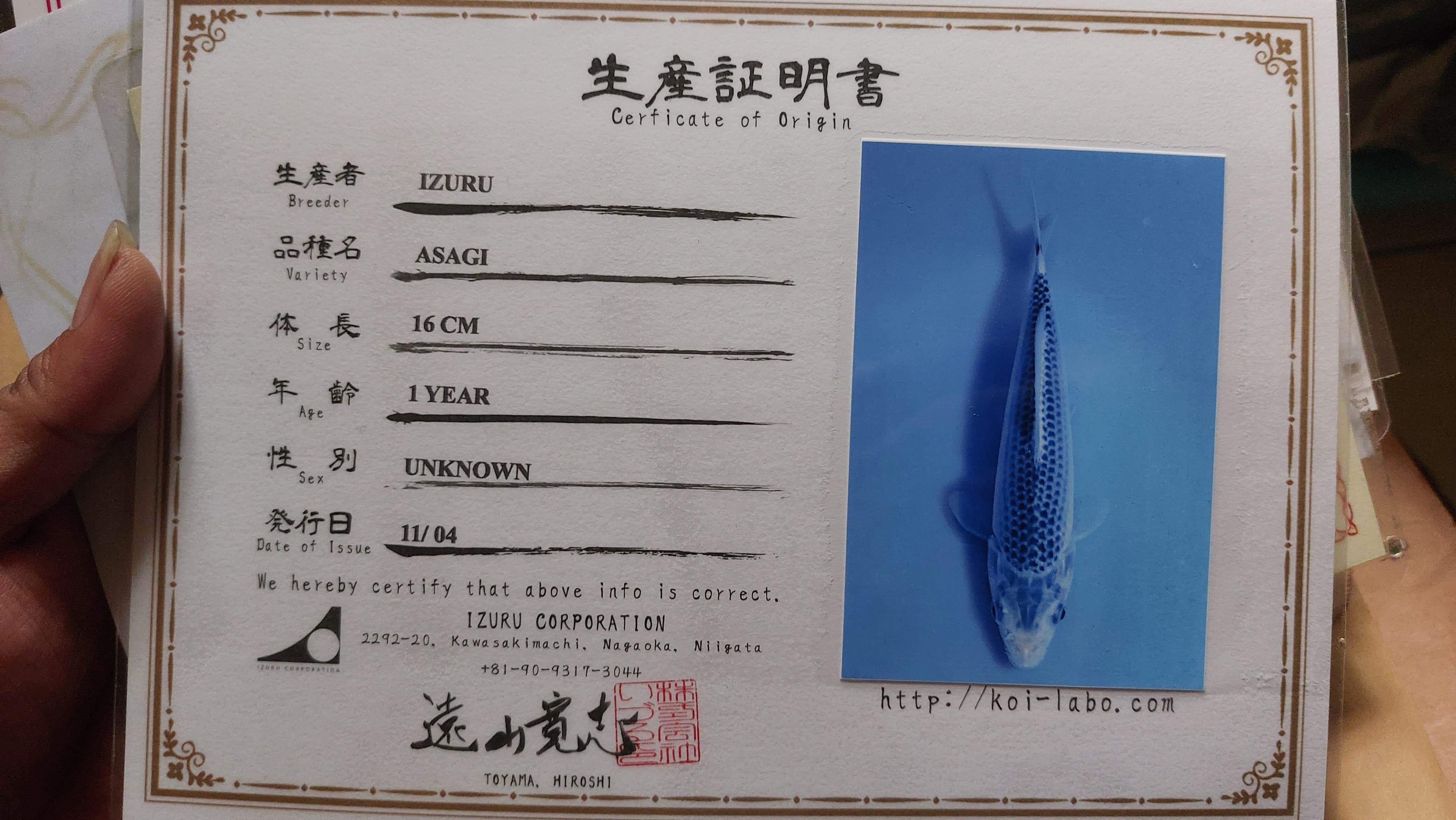 ASAGI IMPORT SERTIFIKATIZURU 40cm