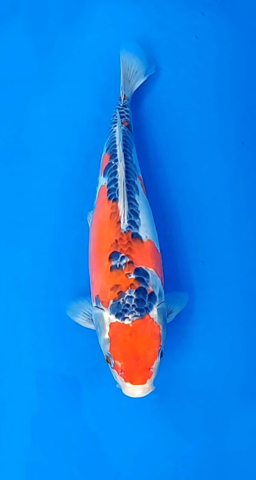GOSHIKI DOITSU 35cm