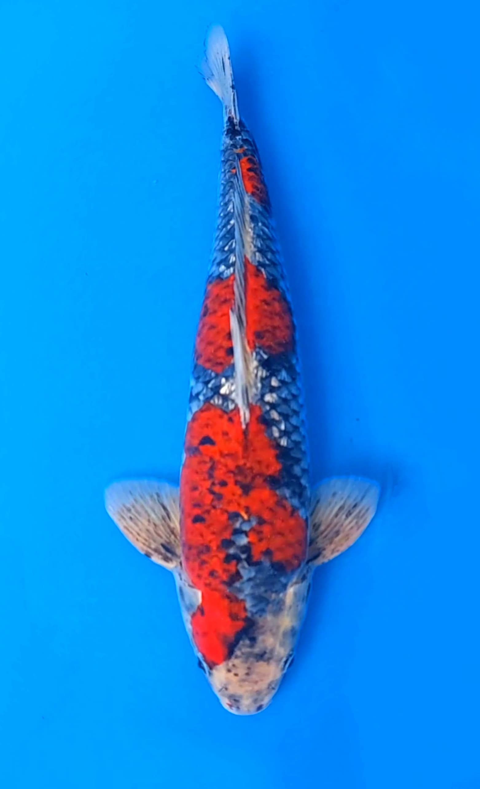 BENIGINGGA GINRIN 43cm