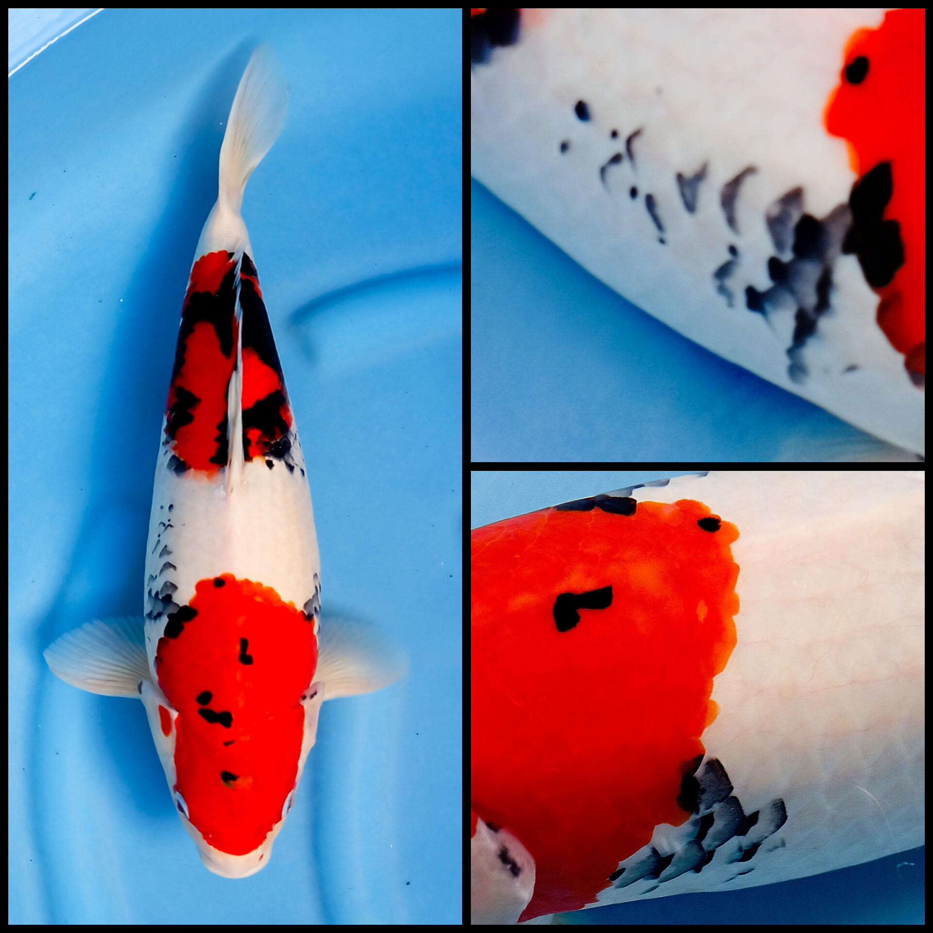 RARE VARIETY BENI MATSUKAWABAKKE 45cm