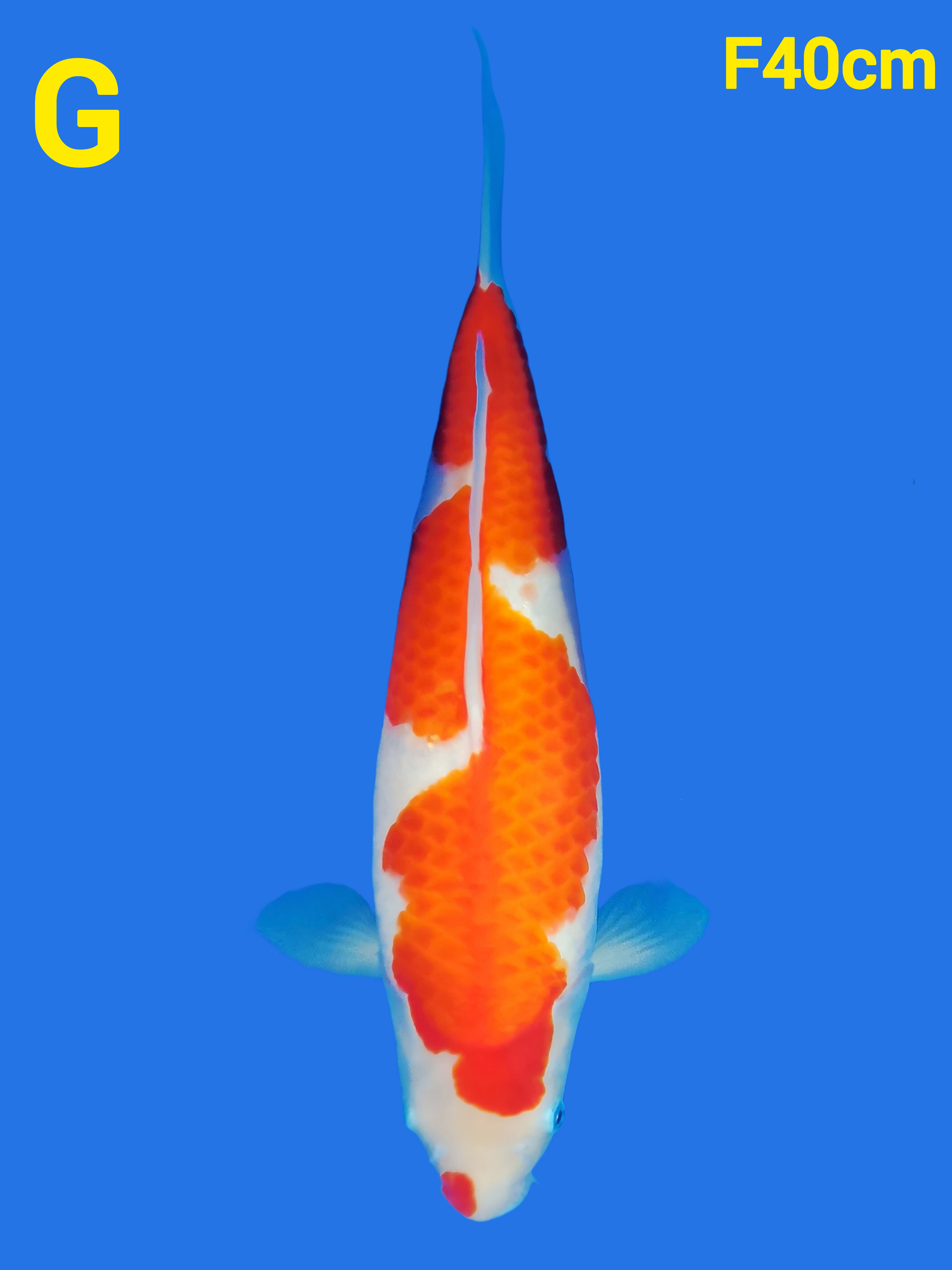 KOHAKU INAZUMA 40cm