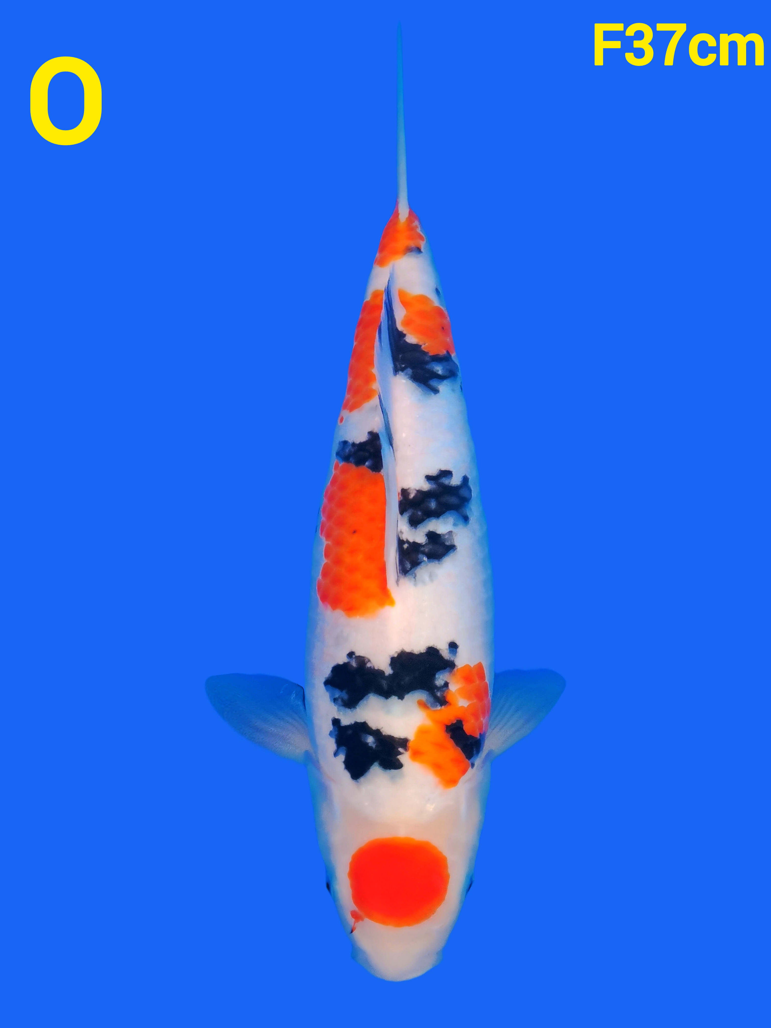 MARUTEN SANKE37cm